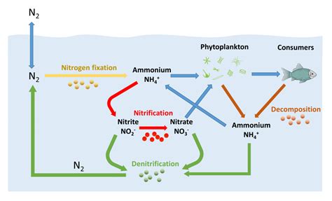 5.6 Nitrogen and Nutrients – Introduction to Oceanography