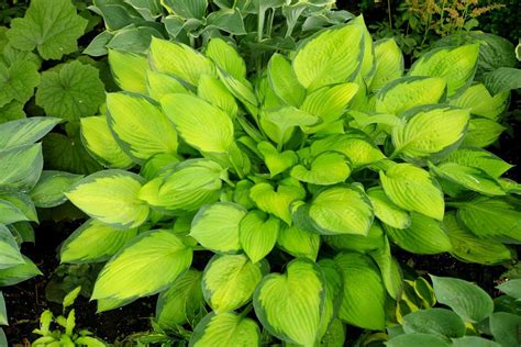 Which Hostas Can Grow in the Sun?