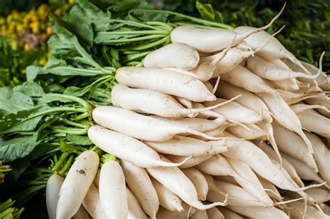 Daikon Radish | Local Radish From Southeast Asia