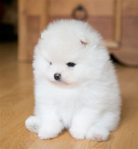 micro pomeranian for sale near me teacup pomeranian puppies near me ...