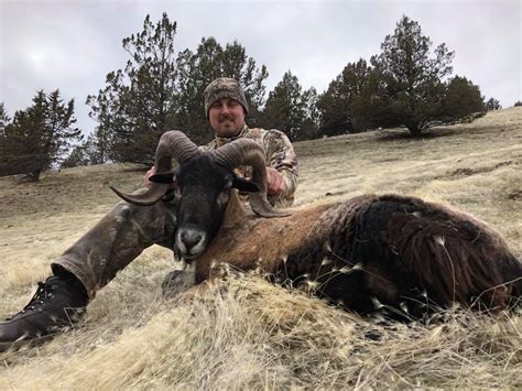 EXOTIC RAMS – Four Aces Ranch | Exotic Hunting | Ashwood, OR