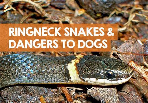 Are Ringneck Snakes Poisonous to Dogs? + Or Dangerous?