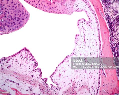 Joint Synovial Membrane Stock Photo - Download Image Now - Anatomy ...