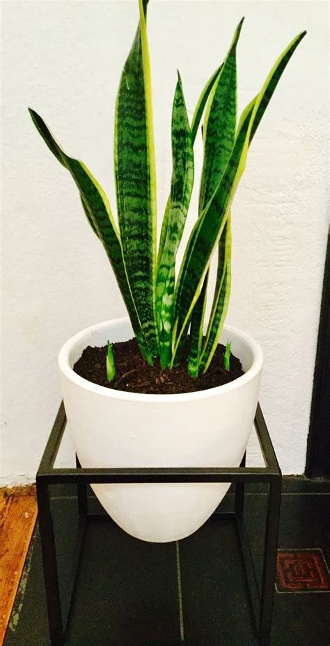 Snake plant | Snake plant, Indoor plants, House plants