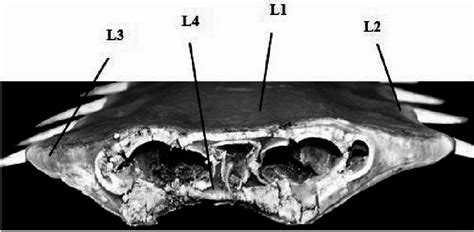 A dry rostrum showing the four different types of soft tissue from ...