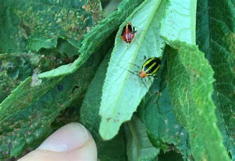 Four Lined Plant Bug: Adult and Nymph - What's That Bug?