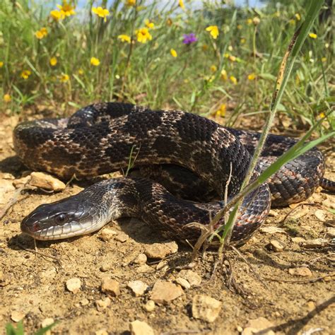 Western Rat Snake (Snakes of Bexar County) · iNaturalist