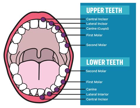 Human Teeth Diagram – NBKomputer