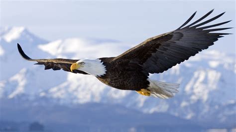 American eagle, eagle, flying, bald eagle, nature HD wallpaper ...