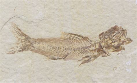 2.8" Scarce Amphiplaga Fossil Fish - Wyoming (#41140) For Sale ...