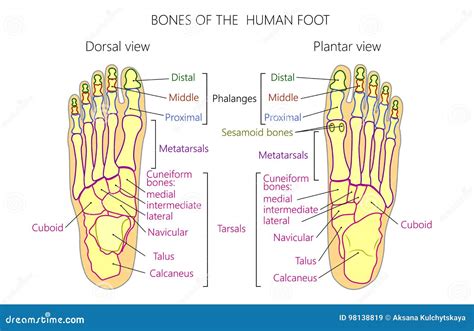 cine egipcio Disponible plantar foot anatomy bones rehén Mamá ayudante