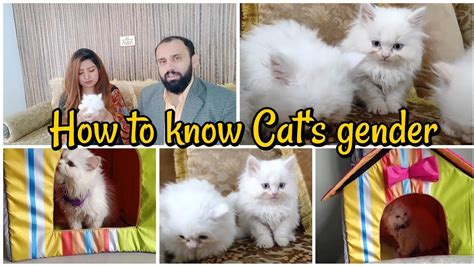 How To Know Cat Gender By Color at Bradley Martin blog