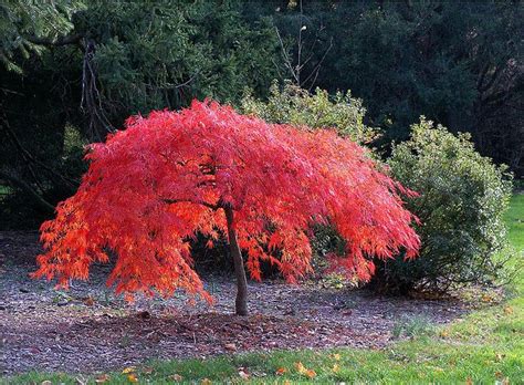 60 best dwarf japanese maple images on Pinterest | Acer palmatum ...