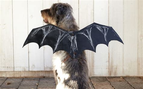 How to Make a DIY Bat Wings Costume for Dogs - Parade Pets