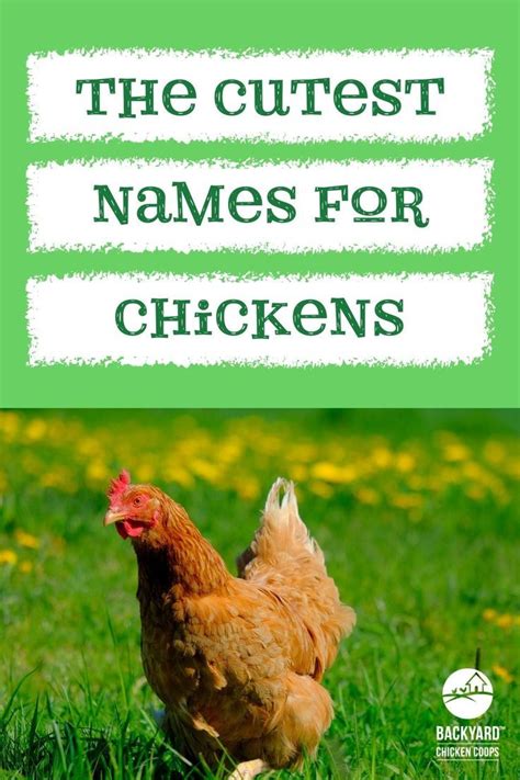 The Top 20 Cutest Pet Chicken Names EVER in 2022 | Chicken names, Pet ...