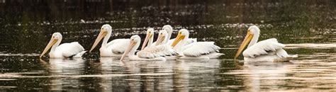 Wildlife Photography Guide to Everglades National Park (and Beyond ...