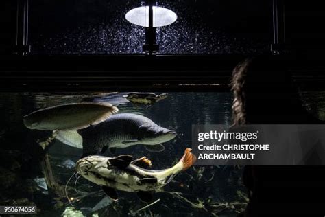 333 Amazon Aquarium Stock Photos, High-Res Pictures, and Images - Getty ...