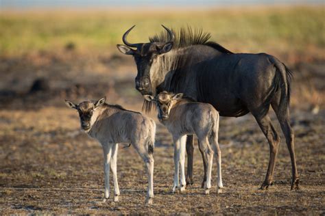 Africa’s second biggest wildebeest migration - Africa Geographic