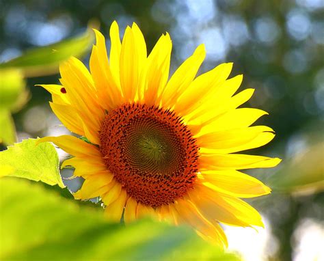 Ladybug On A Sunflower Photograph by Ursula Coccomo