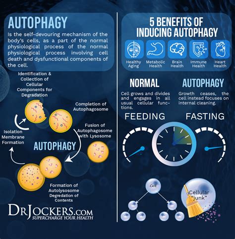 Autophagy: What is It and 8 Ways to Enhance It - DrJockers.com