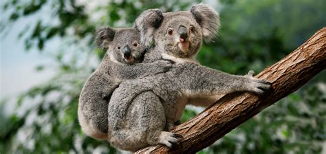 Four Ways to Celebrate Wild Koala Day | Australia