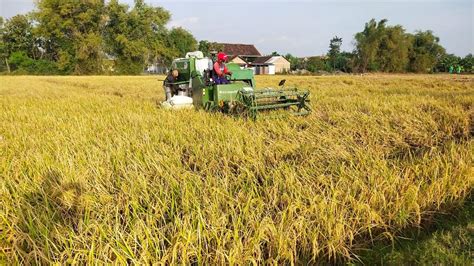 Panen Padi di Tengah Pandemi untuk Ketahanan Pangan Dhuafa- Suara Surabaya