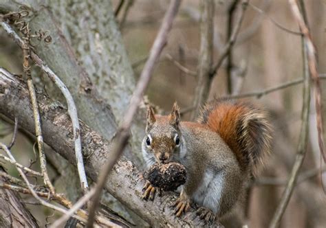 Nuts for wildlife! - Red-tail Land Conservancy