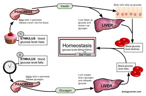 Homeostasis on Different Temperatures