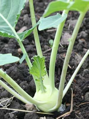 Kohlrabi Grow Guide