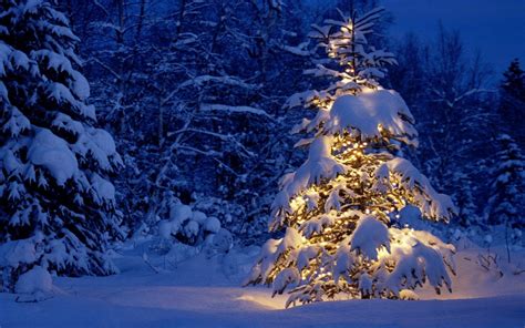 Christmas Tree Snow Wallpapers - Top Free Christmas Tree Snow ...