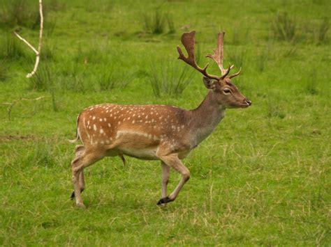 Galeria de fotos de veados. Fotos de veados | Dieren, Rendier, Herten