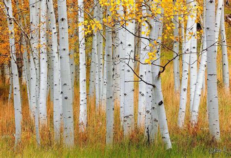 Trees That Look Like Aspens at Alice Groesbeck blog