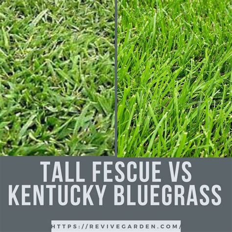 Tall Fescue vs Kentucky Bluegrass: Don't Take the Stress - Revive Garden