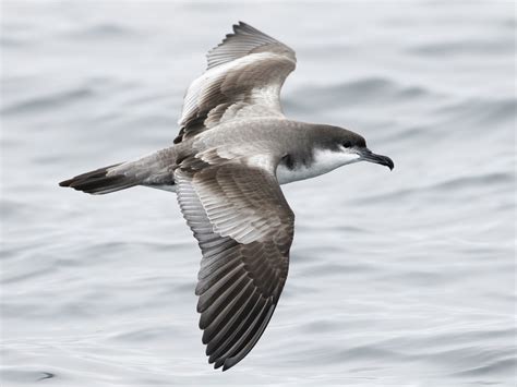 Buller's Shearwater - eBird