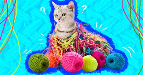 Is It Safe For My Cat To Be Playing With Yarn? - DodoWell - The Dodo