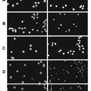 Color phenotypes of auxotrophic and prototrophic strains on ...