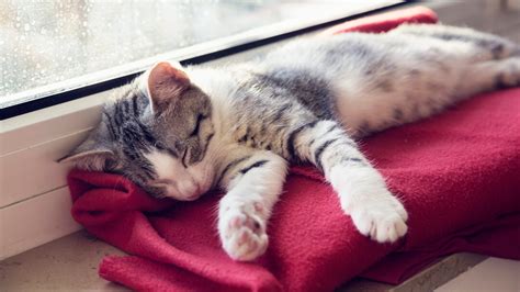 Revealed: How Long Do Cats Sleep? | Purina