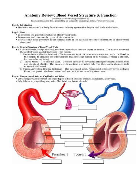 Anatomy Review: Blood Vessel Structure & Function - Adam.com