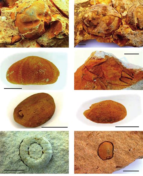 Photographs of macrofossil taxa collected from 'Elst tauw' (GeoDoc ...