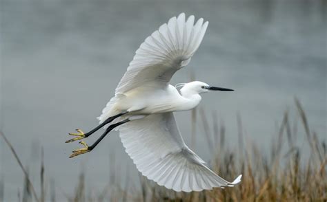 Egret Symbolism & Meaning (+Totem, Spirit & Omens) | World Birds