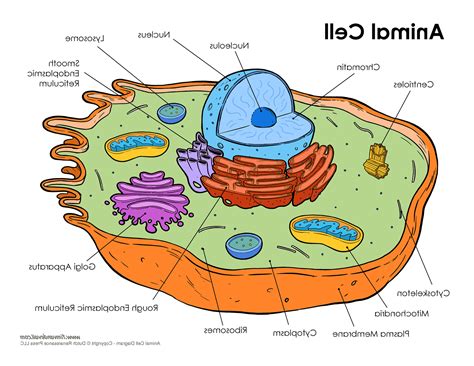 Plant Cell Drawing Labeled