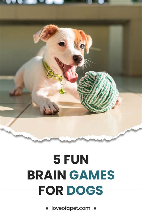 5 Fun Brain Games For Dogs - Love Of A Pet in 2021 | Brain games for ...