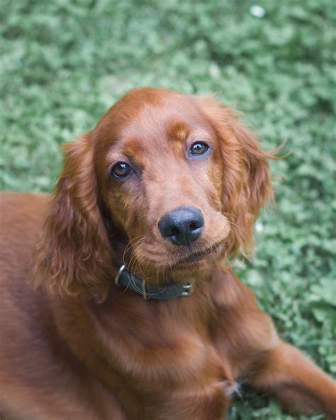 Irish Setter Puppies for Sale | Buckeye Puppies