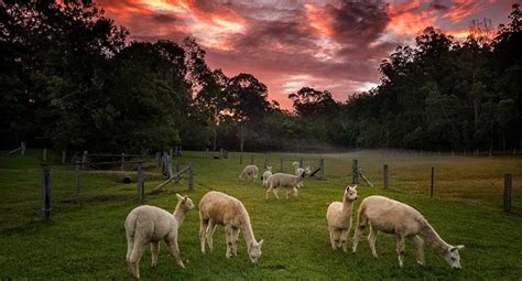 WWOOFs. Willing Workers on organic Farms australia. Work on farms for ...