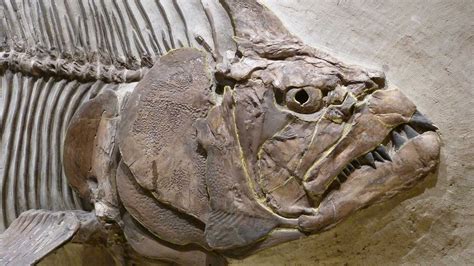 few fossils of the earliest animals exist because they ...