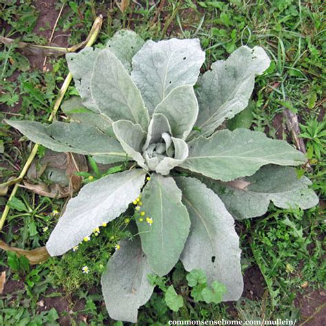 Mullein Plant - Benefits and Uses of the Gentle Giant