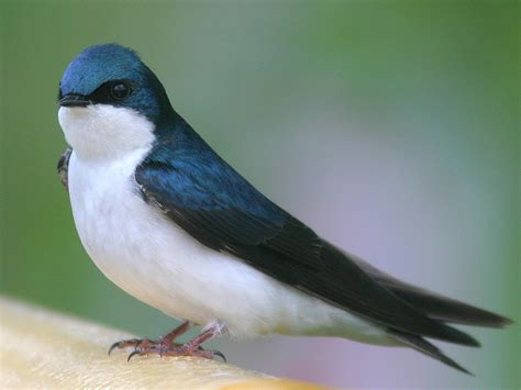 Birds: Chimney Swift