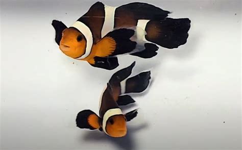 Longfin Mocha Clownfish Aquarium Setup, Care, And Maintenance - Tiny ...