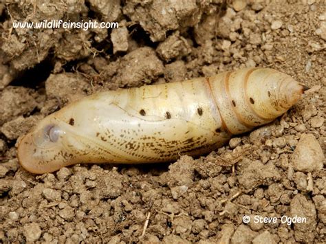 Hummingbird Hawkmoth and caterpillar