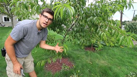 Benefits of Summer Pruning Peaches - YouTube